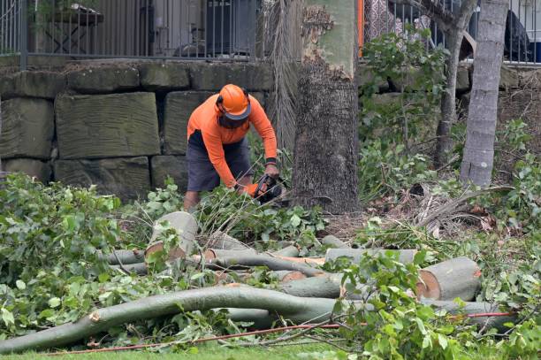 How Our Tree Care Process Works  in  Barboursville, WV